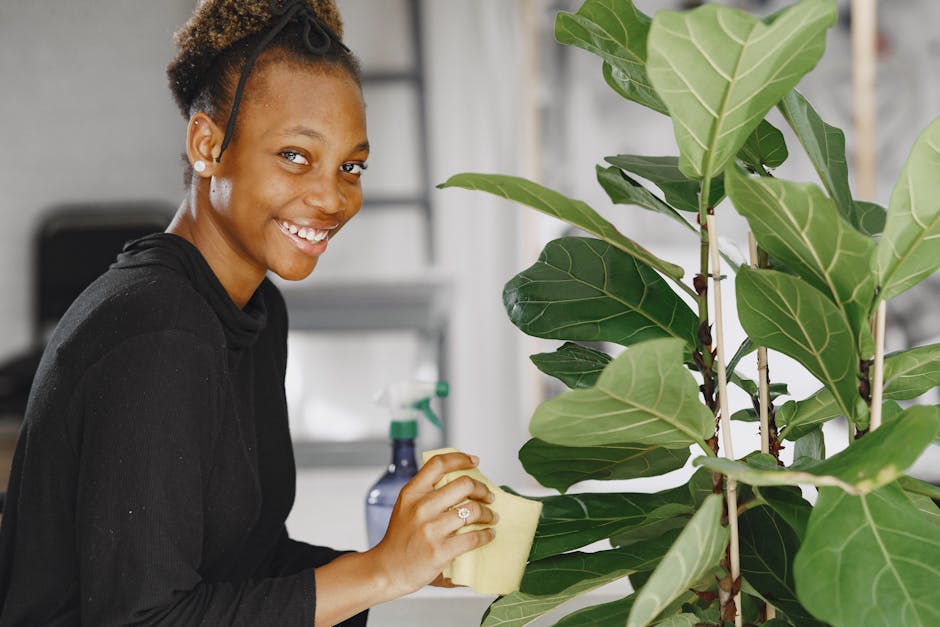 A woman with short curly hair, wearing a black long-sleeve top and earrings, is engaged in domestic cleaning inside a well-lit room. She is smiling at the camera while holding a yellow sponge in her right hand, which she uses to wipe the large, vibrant green leaves of a potted plant, likely a Fiddle Leaf Fig. Behind her, the countertop features a spray bottle and other cleaning tools, indicating active surface cleaning. The room's surfaces appear clean and shiny, with natural light illuminating the scene, emphasizing a tidy, hygienic environment suitable for deep cleaning and sanitisation. This image showcases professional cleaning practices and attention to indoor plant hygiene, highlighting the kind of detailed domestic cleaning services offered by Cleaners W10, as seen on the page about cleaning tips for homes near Brompton Oratory, SW3, W10.